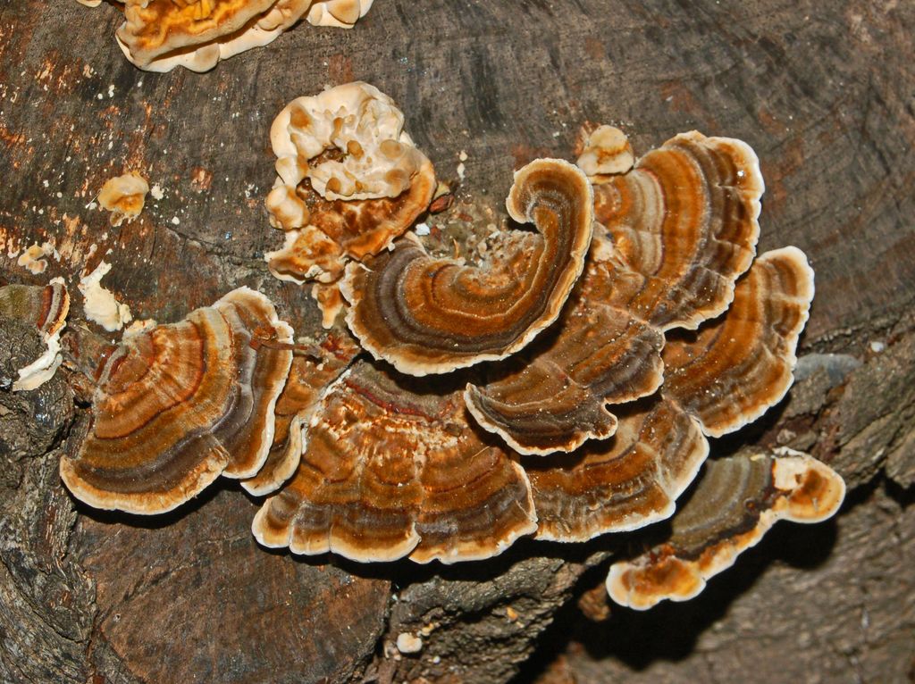 Un fungo a Portofino (Trametes versicolor)